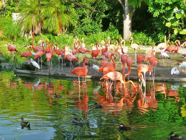 Zoo Miami